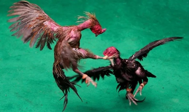 Đá Gà GA28 Tại 9Club