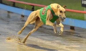 Đua Chó Tại 9Club