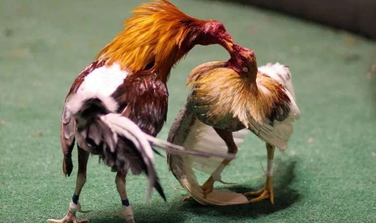 Đá Gà Sabong 9Club